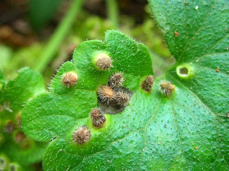 Galle del Cecidomyiidae Rondaniola bursaria?